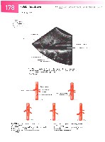 Sobotta  Atlas of Human Anatomy  Trunk, Viscera,Lower Limb Volume2 2006, page 185